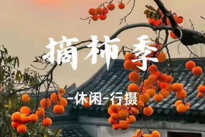 78元起，周日 【赏柿季】从化桂峰村柿外桃园 | 漫步从化柿子林，登高望远，徒步美丽乡间小道 