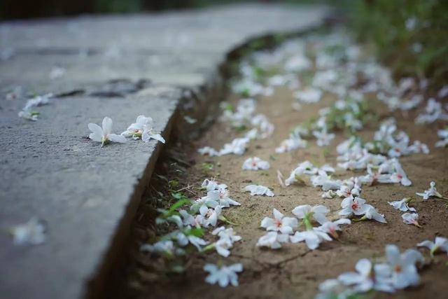 这个开满鲜花的古村落，也许你曾梦见过？