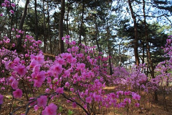 红螺寺有杜鹃20余万株,栽植于十里绿色长廊及步道两侧,一朵朵,一簇簇