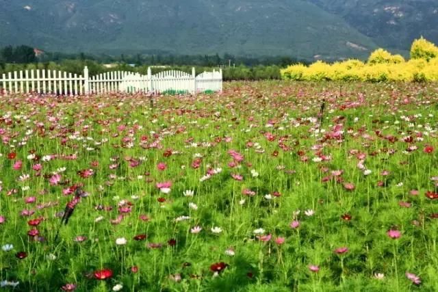昌平七孔桥花海花开了