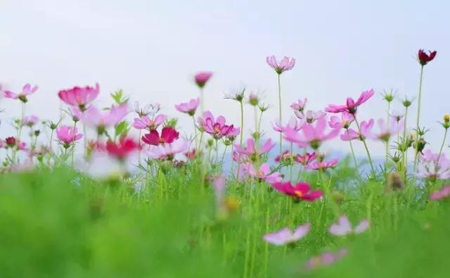 昌平七孔桥花海花开了