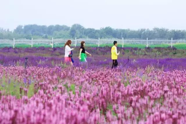 昌平七孔桥花海花开了