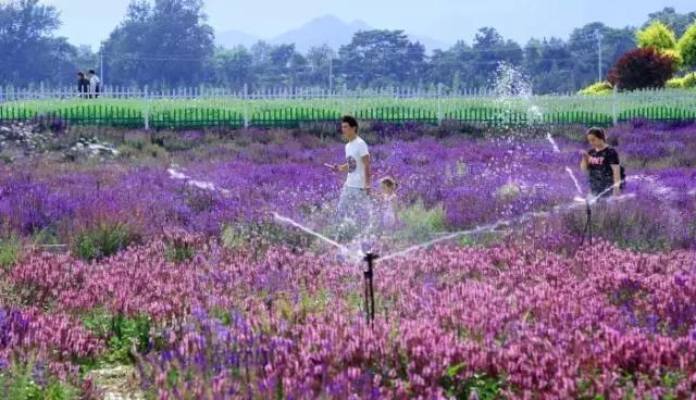 昌平七孔桥花海花开了