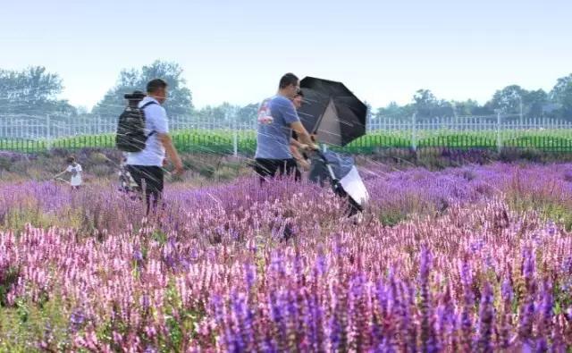 昌平七孔桥花海花开了