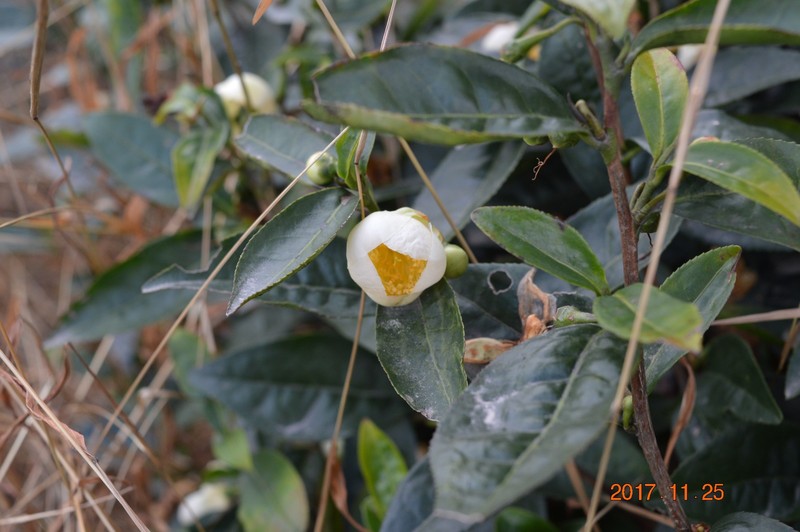 DSC_0268.JPG
