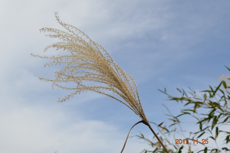 DSC_0271.JPG