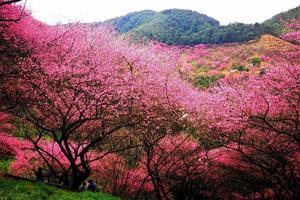 【周二前早鸟价140】2.7奉化新建梅花谷｜看遍十里梅花漫天，打卡老蒋故里-岩头古村
