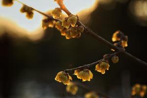 【周三前早鸟价减30】2.8迎春花之旅：余杭超山梅花十里香、塘栖古镇一日游