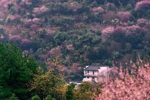 春节【两人报名立减80】2.21-2.22徒步徽州被隐秘的梅花仙境-卖花渔村，行走文昌古道，探访百年阳产土楼