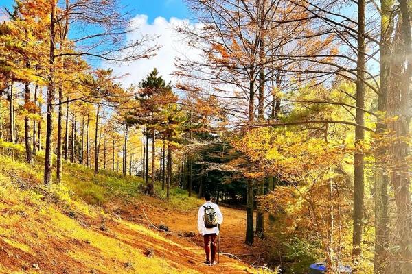 【四明山十字裤】10.26深秋限定~四明正是秋光好，枫叶如丹照嫩寒，漫山尽是黄金甲