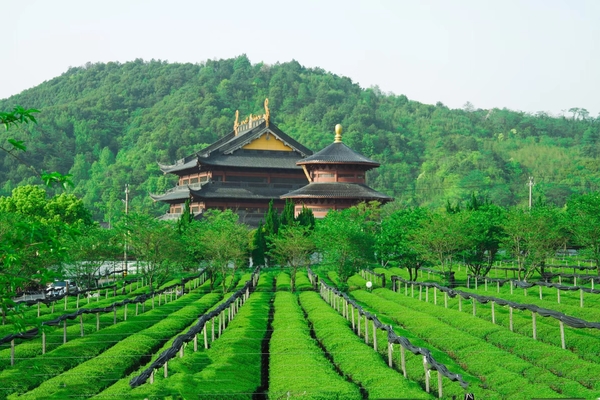 最后2个空位【含斋饭】9.3穿越平阳御茶步道，访寺祈福吃素斋，遇见动画般日铸茶园