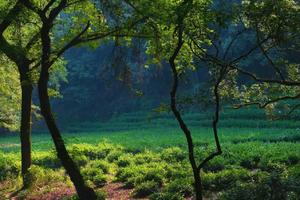 九溪十八涧溪水相伴，俯览龙井茶田，徒步十里琅珰精华段