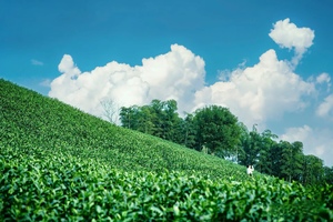 南浔古镇+陆羽古道徒步、登顶霞幕山，俯瞰万亩茶山 小众优美