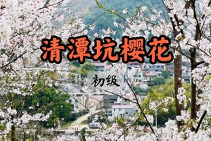 最佳花期【周三前早鸟价140】3.29清潭坑樱花，全网期待的染井吉野樱开了！