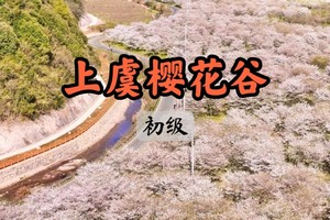 【周二前早鸟价139】最佳樱花海｜3.28虞浪漫十里樱花谷，走一起去看十里樱花