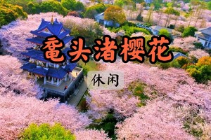 【周三前早鸟价139】3.29藏不住了，千株鼋头渚樱花花开烂漫，绝美！快约！