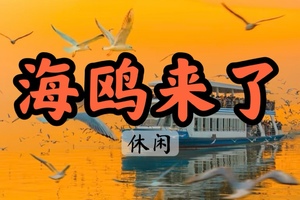【周二前早鸟价130】【海鸥来了】12.20邂逅西伯利亚浪漫，奔赴鼋头渚海鸥之约~