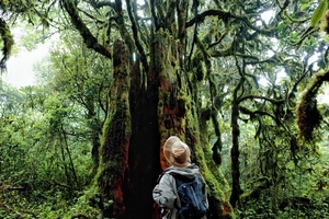 【3.15号之前早鸟价】【秘境滇西】4.3-6翻越高黎贡山原始森林！杜鹃漫山+闯入毛球球森林公园 探寻生物基因库泡野温泉