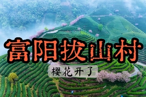 【周二前早鸟价139】3.28小众赏樱地99%的人不知道的绝美茶山晚樱