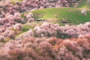 【绝色新疆-南疆寻花8日】2-6人团 乌尉高速 温宿大峡谷 博斯腾湖环湖公路 木吉火山口 莎车古城 班迪尔湖 库克西鲁乡