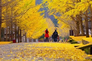 【韶关】打卡广东小九寨南雄帽子峰银杏世界摄影拍照、四大名寺之首南华寺祈福、马坝人遗址、泡十佳优质温矿泉曹溪温泉二天