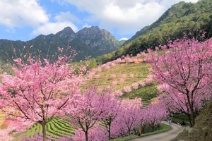 【梅州】广东最美梅州茶园樱花、灵光寺祈愿、中国客家博物馆、千佛塔、油罗街美食二天