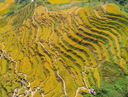 【洋岭梯田】11.8周六，陆河洋岭梯田观光摄影，深圳最近的大梯田