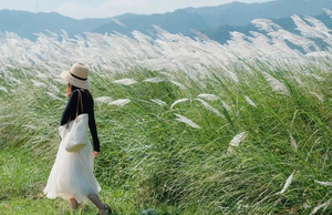 【千亩芦苇花】11.9周日，美拍清远江边千亩芦苇花盛开+广东小三峡—飞来峡古栈道，尝北江美味河鲜