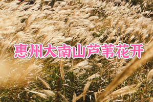 【芦苇花开】11.2周日，惠东大南山高山草原，美拍绵绵大草坡，满山芦苇花开