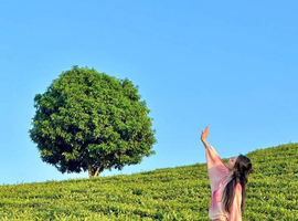 【博罗-万亩茶园】11.8周六，博罗万亩茶园，墨园村 休闲徒步，摄影游玩一日游