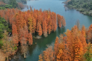 【遇见小九寨】11.2周日，中山五桂山走进神秘的西坑尾，邂逅最美水杉
