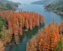 【遇见小九寨】11.15周六，中山五桂山走进神秘的西坑尾，邂逅最美水杉