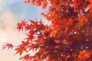 【岭南红叶世界】11月8日相约岭南红叶世界赏醉美红枫、天空之境美拍、高山茶园、魔法森林、童趣咩咩谷一日游