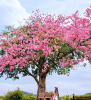 【骑行摄影】12.13周六，异木棉盛开，环松山湖骑行，欧洲小镇 拍小火车 