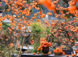 【赏柿季】11.9周日，从化桂峰村柿外桃园 | 漫步从化柿子林，登高望远，徒步美丽乡间小