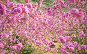 【紫花摄影】12.13周六邂逅江门紫风铃花丛中 行摄中国最大蒲葵林 仿若误入童话世界
