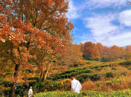 【上仙湖枫叶】12.21周日赏广东醉美枫叶”河源 上仙湖茶场8KM枫树林徒步休闲摄影1日游