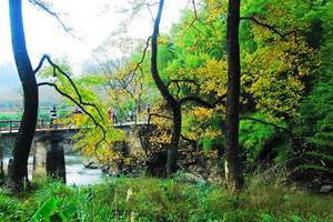 【广州】美丽乡村从化星溪线徒步，穿越竹海、摘果，食竹筒饭、溪头古村一天
