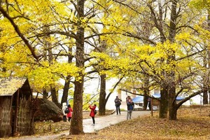 【桂林阳朔】广西恭城柿子节 桂林海洋乡 阳朔风光3天游