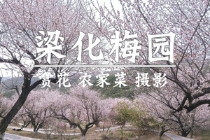 1.10周六【梁化梅园】惠东梅花怒放，御景峰梅花香扑鼻来