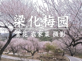 2.8周日【梁化梅园】惠东梅花怒放，御景峰梅花香扑鼻来