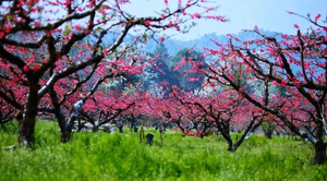 3月1日【广100番外站·桃花源徒步】连平&龙南：粤赣古道桃花大型徒步活动火热报名！