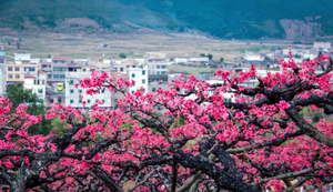 2月28-3月1日【广100番外站·桃花源徒步】连平&龙南&和平：粤赣古道桃花大型徒步活动火热报名！