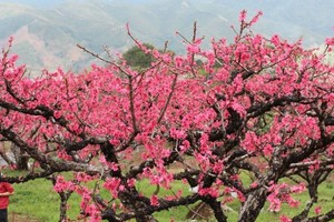 【连平桃花】3.1周日 赏河源连平十里桃花一日游