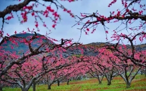 【连州桃花节】5A连州地下河、赏桃花、湟川三峡游船、擎天玻璃桥二天