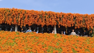 【浪漫春色】3.15周六，超出片！堕入惠州三角梅、炮仗花花海瀑布，漫步金色向日葵花海 