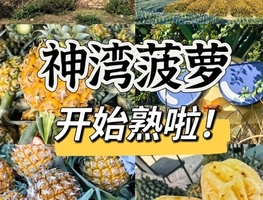 【菠萝的山】3.15周六，中山菠萝的山徒步11km，体验采摘，寻味当地美食