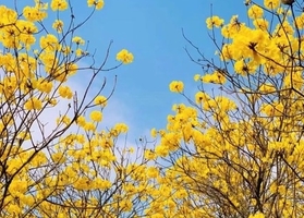 【休闲】3.15周日丨云梯山赏黄花风铃木，中山故居+客家土楼品美食