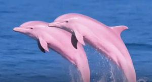 【新线：钦州寻海豚3天】4月4-6日相约阳春春湾石林+龙宫、钦观海豚 打卡钦州老街 湛江火山岛-硇洲岛3日游