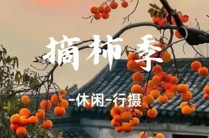 【乡村秋色】上罗千亩柿子海+艾米稻香小镇+罗洞工匠小镇1天